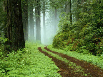 Foggy Path